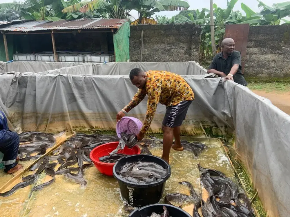 Panduan Lengkap Budidaya Ikan Lele: Rahasia Panen Cepat dan Untung Maksimal