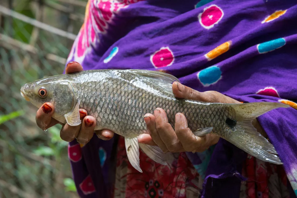 Panduan Lengkap Budidaya Ikan Nila: Dari Bibit hingga Panen untuk Pemula dan Profesional