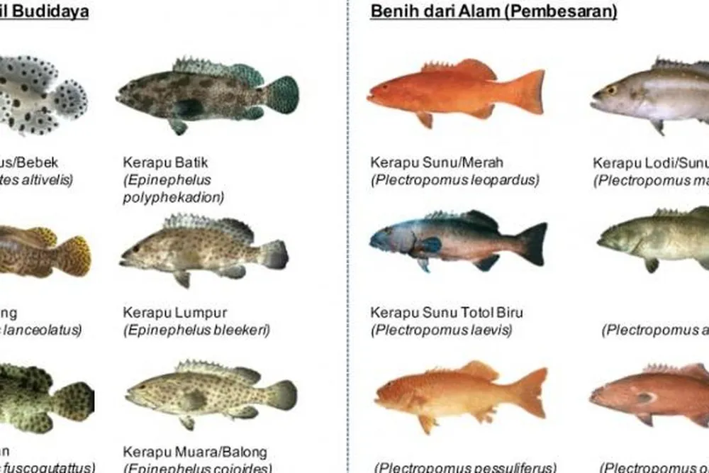 Budidaya Ikan Kerapu: Panduan Lengkap dari Pemijahan hingga Panen