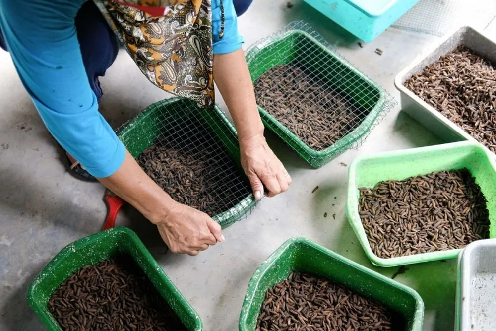 Budidaya Maggot: Mengubah Sampah Menjadi Cuan