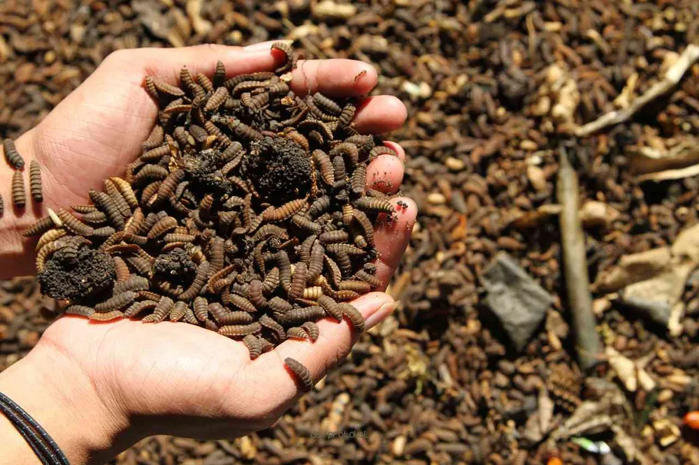 Budidaya Maggot: Mengubah Sampah Menjadi Cuan