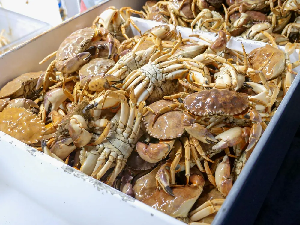 Cara Membersihkan Kepiting: Panduan Lengkap untuk Hasil Sempurna