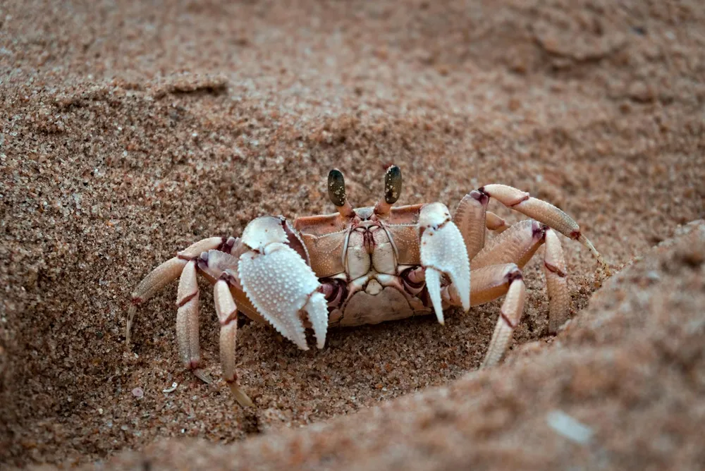 Cara Membersihkan Kepiting: Panduan Lengkap untuk Hasil Sempurna
