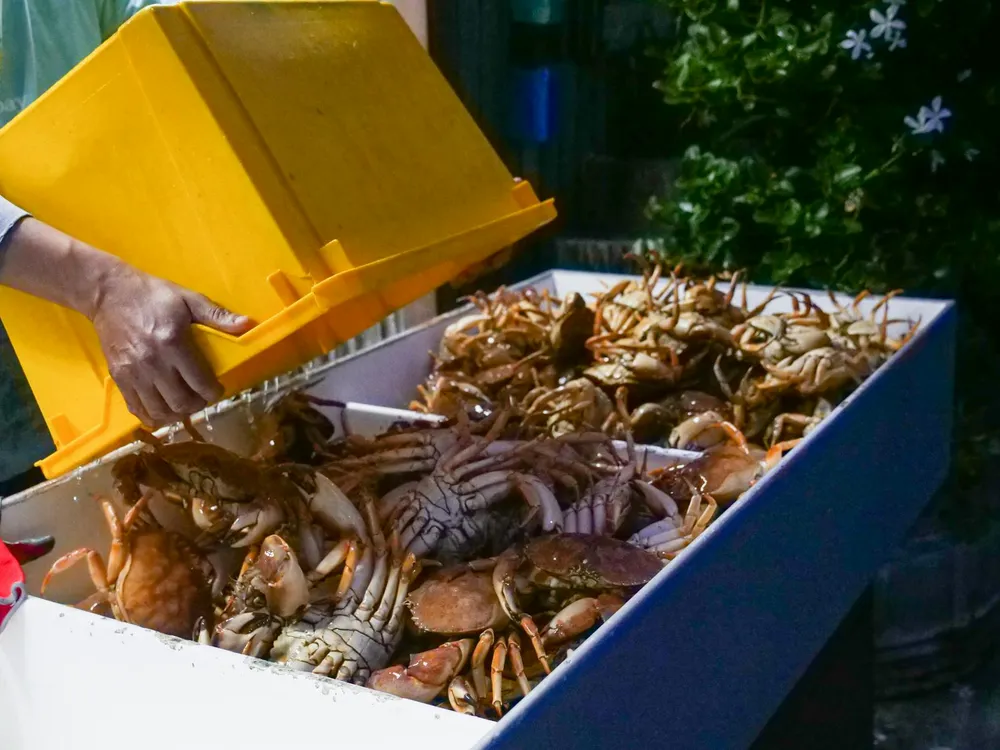 Cara Membersihkan Kepiting: Panduan Lengkap untuk Hasil Sempurna