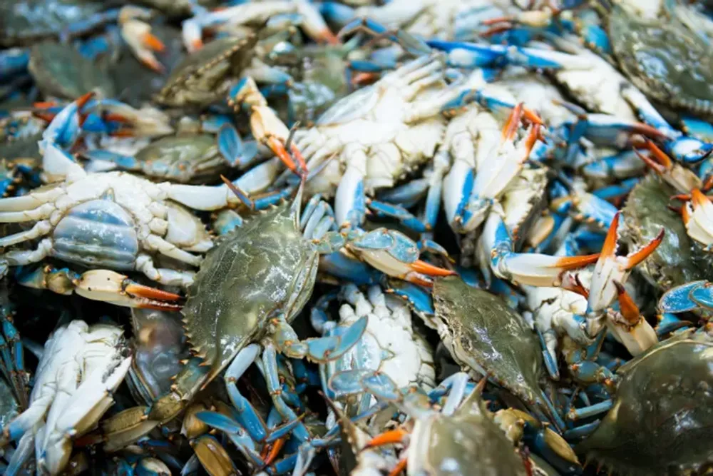 Perbedaan Kepiting dan Rajungan: Panduan Lengkap untuk Pecinta Seafood