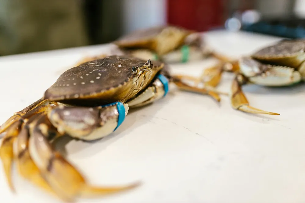 Perbedaan Kepiting dan Rajungan: Panduan Lengkap untuk Pecinta Seafood