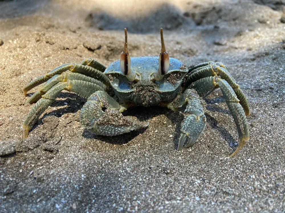 Perbedaan Kepiting dan Rajungan: Panduan Lengkap untuk Pecinta Seafood