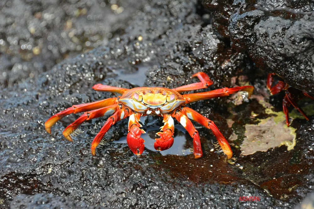 Perbedaan Kepiting dan Rajungan: Panduan Lengkap untuk Pecinta Seafood