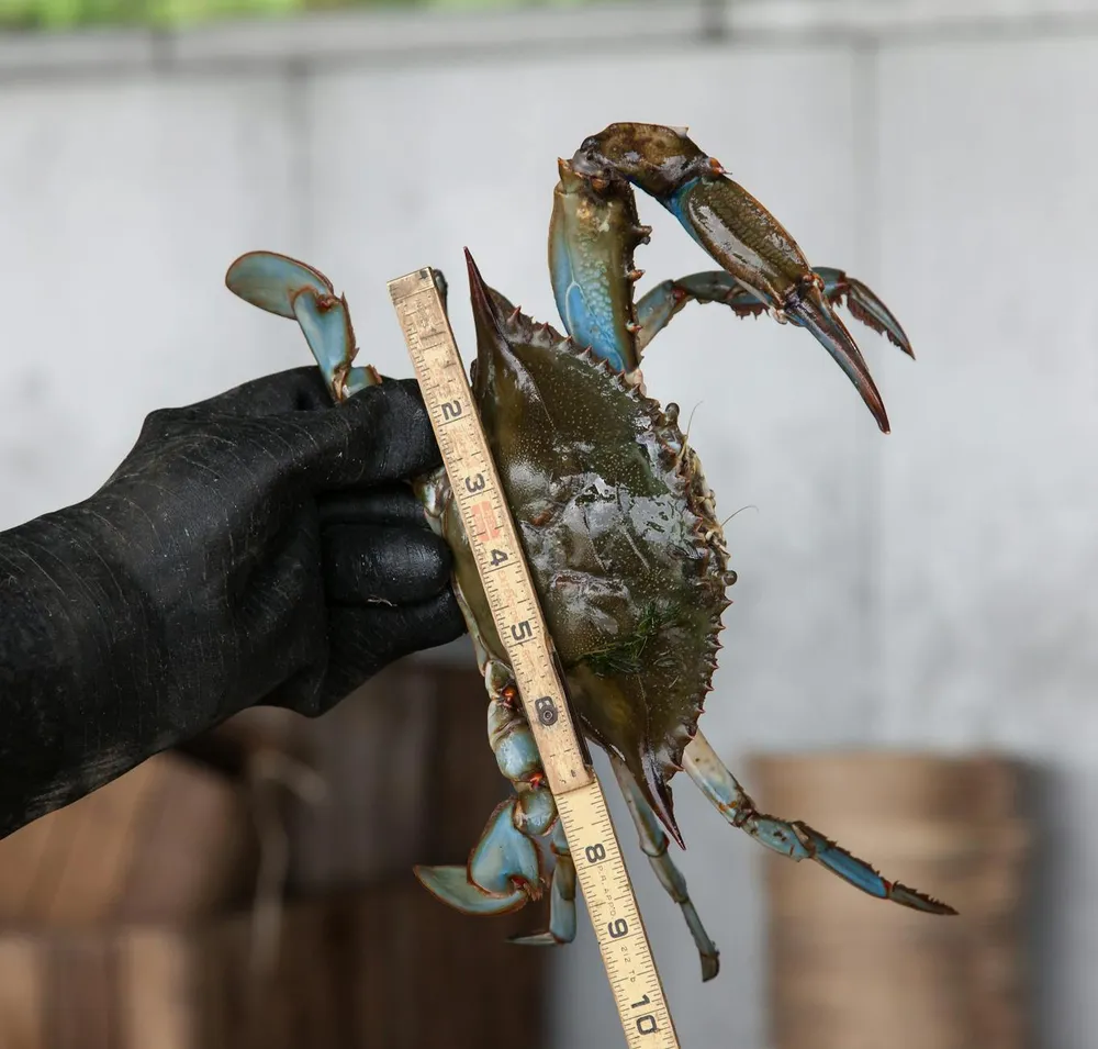 Perbedaan Kepiting dan Rajungan: Panduan Lengkap untuk Pecinta Seafood