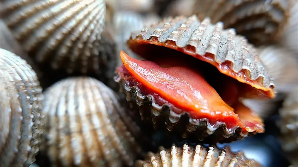 Kerang Dara: Si Mungil Kaya Gizi yang Wajib Anda Kenal