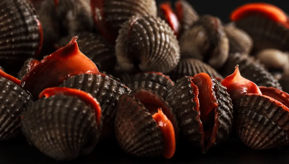 Kerang Dara: Si Mungil Kaya Gizi yang Wajib Anda Kenal