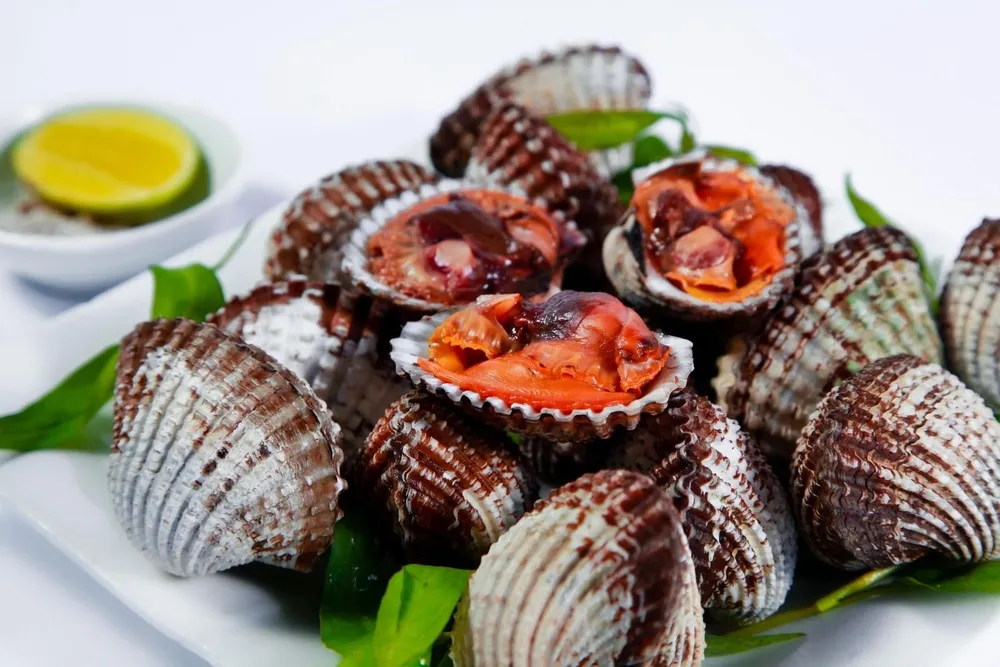 Kerang Dara: Si Mungil Kaya Gizi yang Wajib Anda Kenal