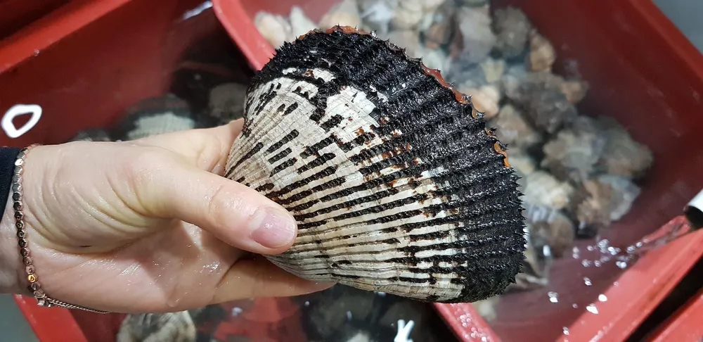 Kerang Dara: Si Mungil Kaya Gizi yang Wajib Anda Kenal