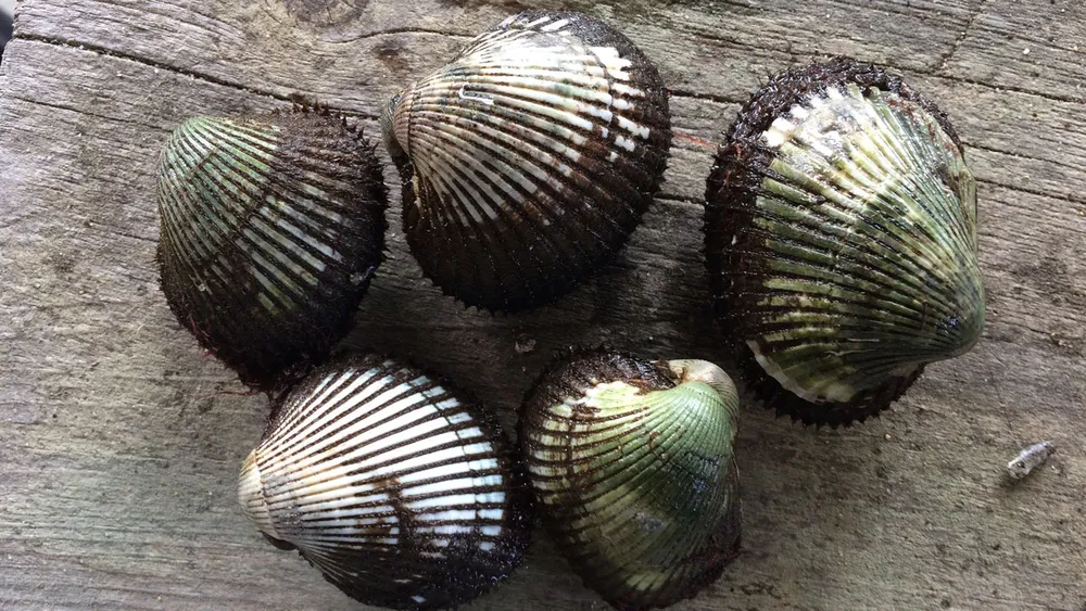 Kerang Dara: Si Mungil Kaya Gizi yang Wajib Anda Kenal