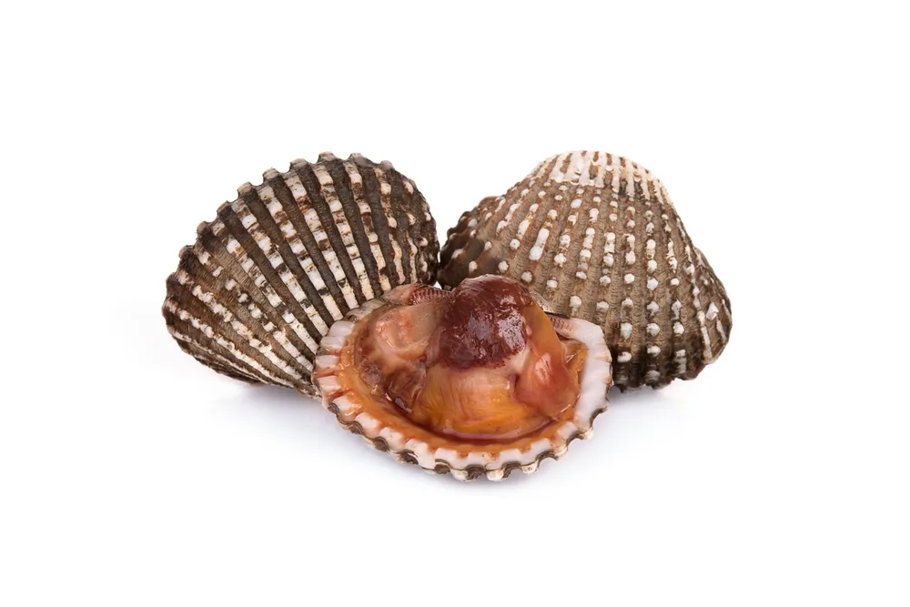 Kerang Dara: Si Mungil Kaya Gizi yang Wajib Anda Kenal