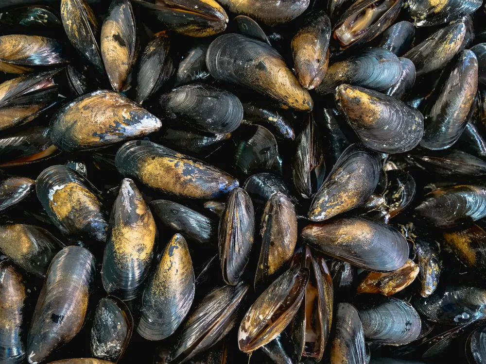 Kerang Hijau: Si Lezat dari Laut yang Penuh Kontroversi - Amankah untuk Kesehatan Anda?