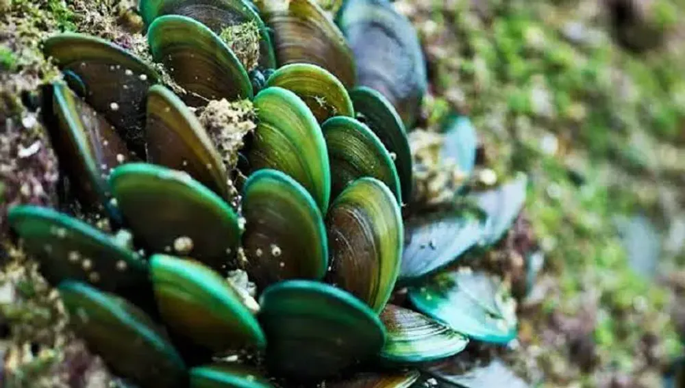 Kerang Hijau: Si Lezat dari Laut yang Penuh Kontroversi - Amankah untuk Kesehatan Anda?