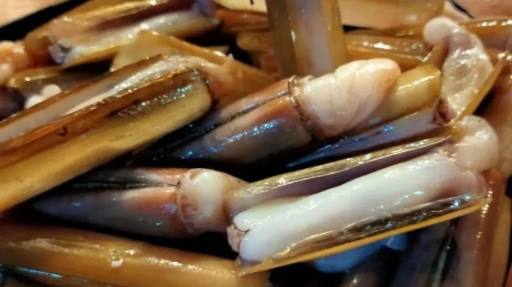 Kerang Bambu: Harta Karun Laut Indonesia yang Kaya Manfaat dan Cita Rasa