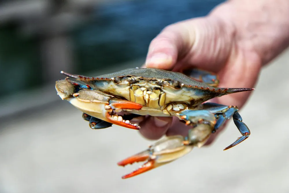 Cara Membersihkan Kepiting: Panduan Lengkap untuk Hasil Sempurna