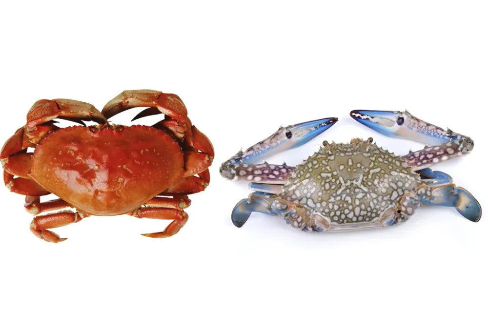 Perbedaan Kepiting dan Rajungan: Panduan Lengkap untuk Pecinta Seafood