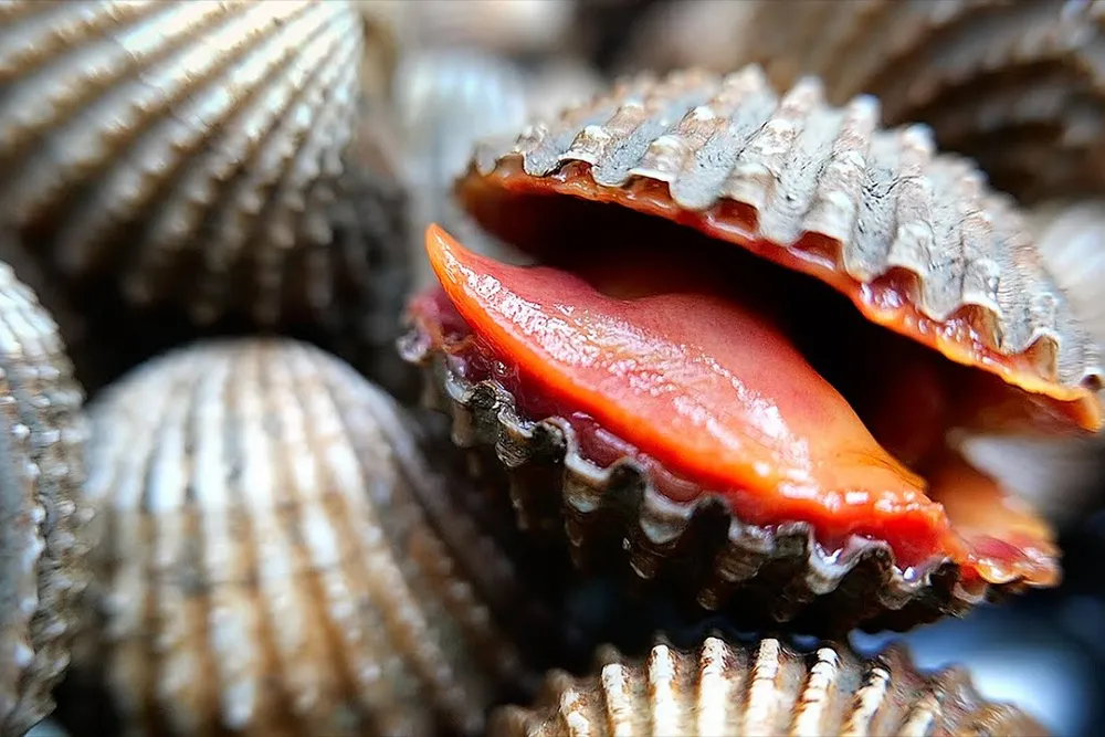 Kerang Dara: Si Mungil Kaya Gizi yang Wajib Anda Kenal